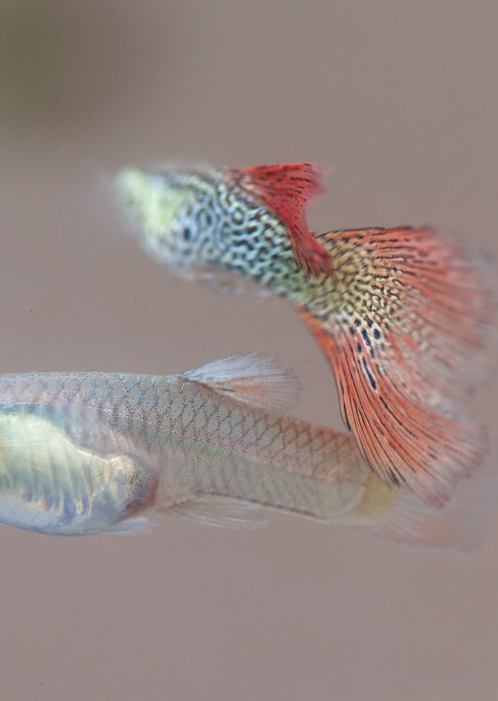 Red Lace Guppy