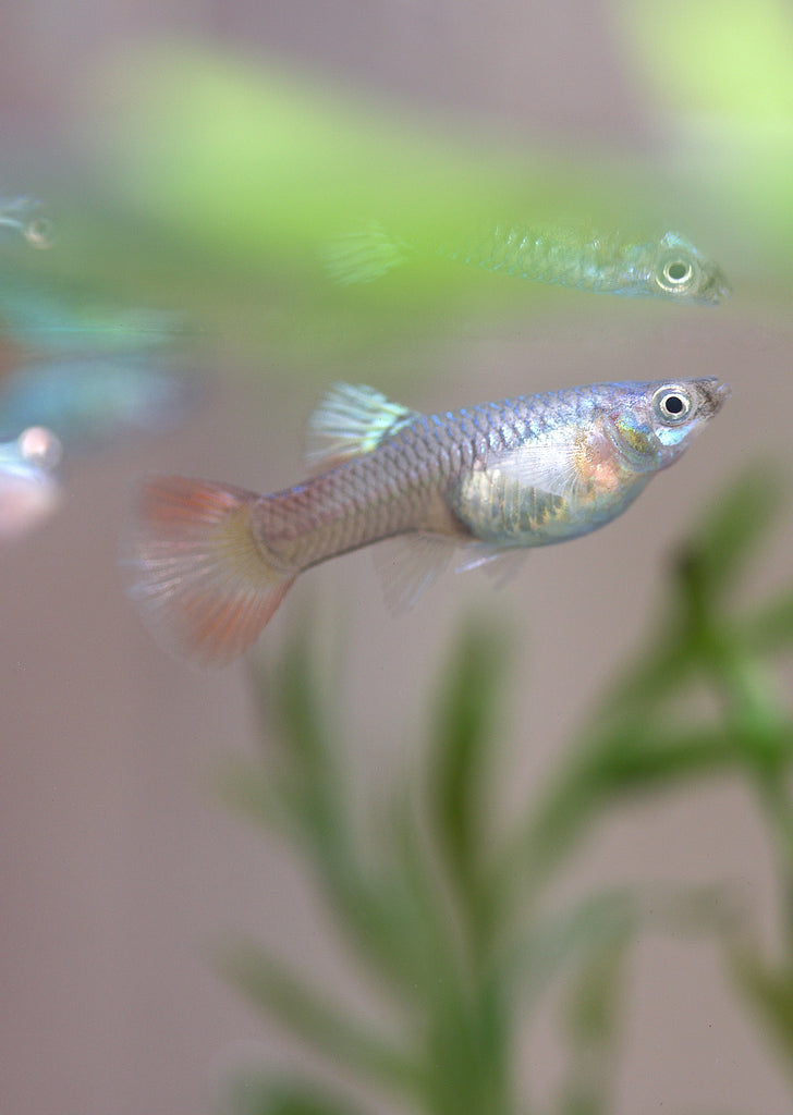 Red Lace Guppy