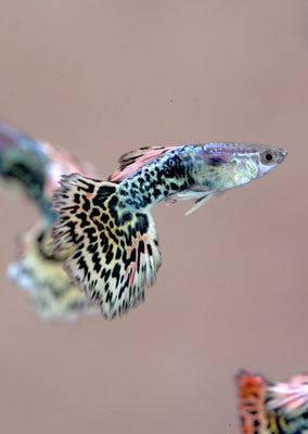 Leopard Guppy