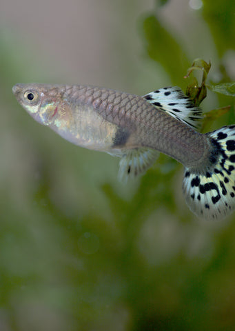 Leopard Guppy