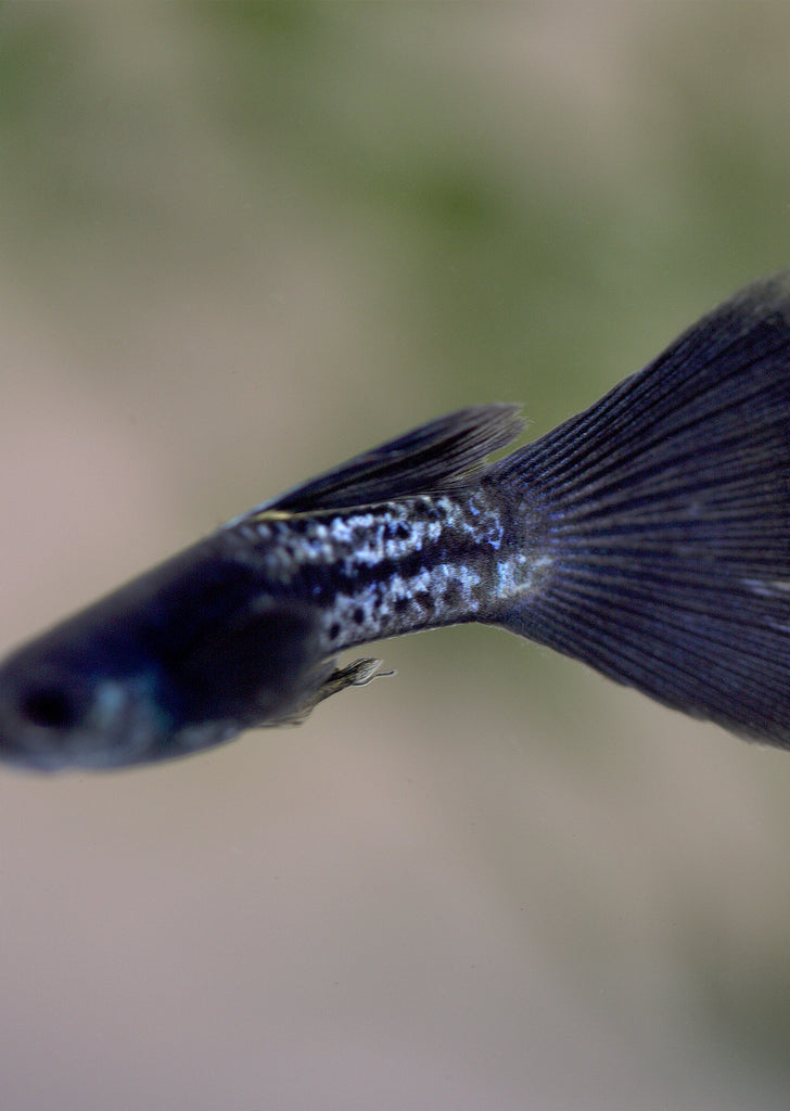 Metal Snakeskin Blacktail Guppy