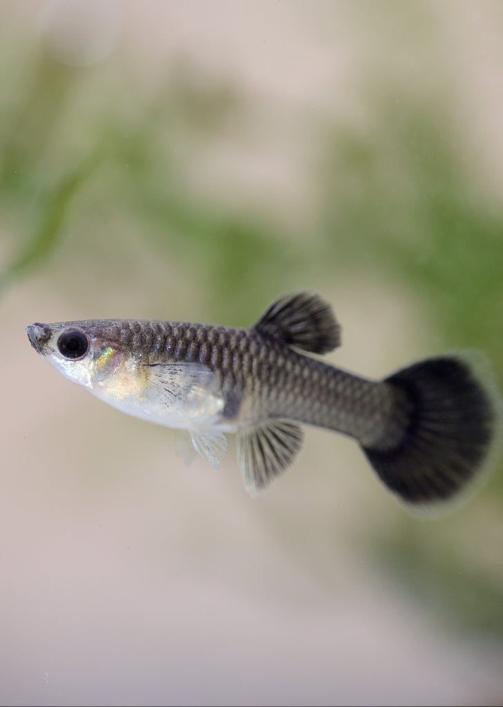 Metal Snakeskin Blacktail Guppy