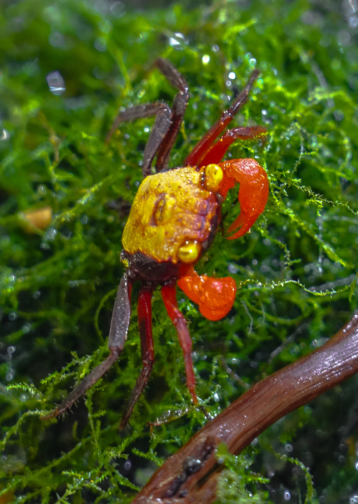 Golden Top Crab