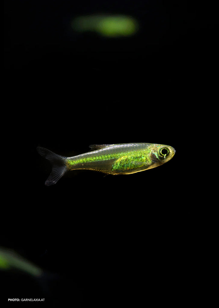 Green Rasbora Kubutai