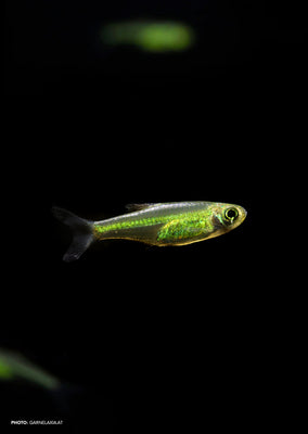 Green Rasbora Kubutai