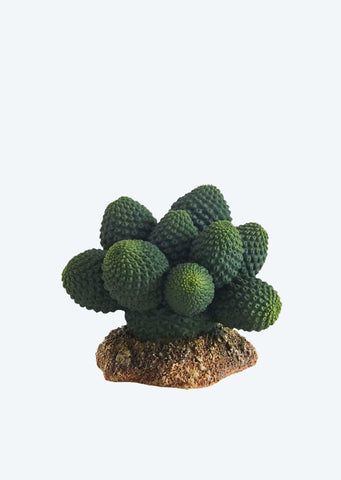 HOBBY Artificial Cactus Atacama