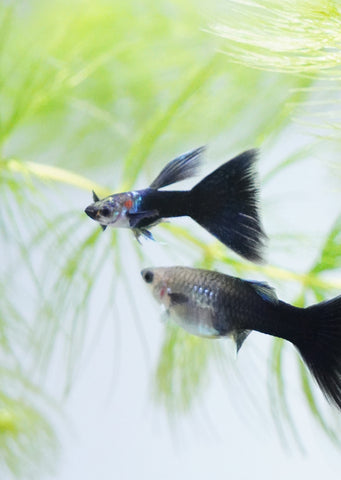 Half Black Blue Guppy (Trio)