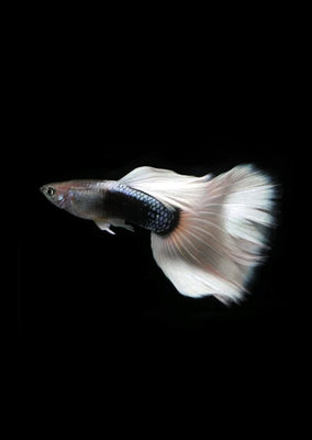 Half Black White Guppy