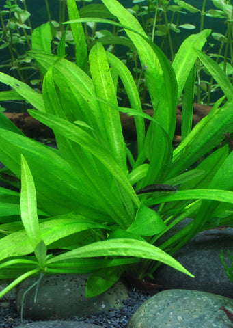 1-2-Grow! Helanthium 'Quadricostatus' plant from Tropica products online in Dubai and Abu Dhabi UAE