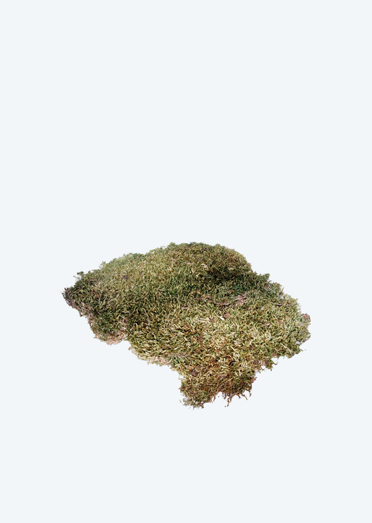 HOBBY Terrano Dried Moss
