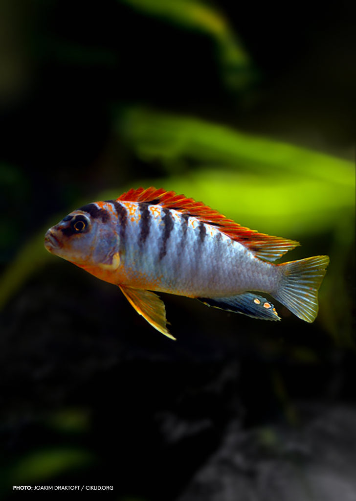 Hongi Red Top Cichlid