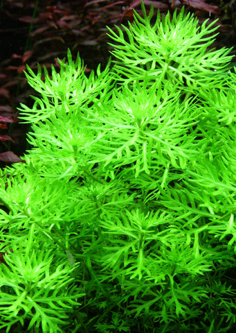Hottonia palustris plant from Tropica products online in Dubai and Abu Dhabi UAE
