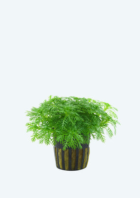 Hottonia palustris plant from Tropica products online in Dubai and Abu Dhabi UAE