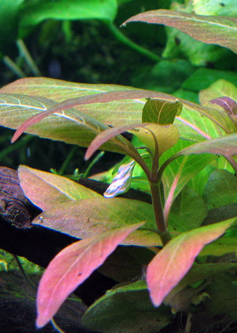 Hygrophila 'Compact' plant from Tropica products online in Dubai and Abu Dhabi UAE