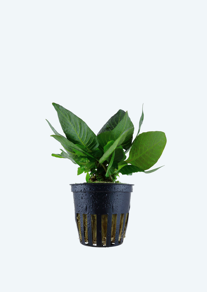 Hygrophila 'Compact' plant from Tropica products online in Dubai and Abu Dhabi UAE
