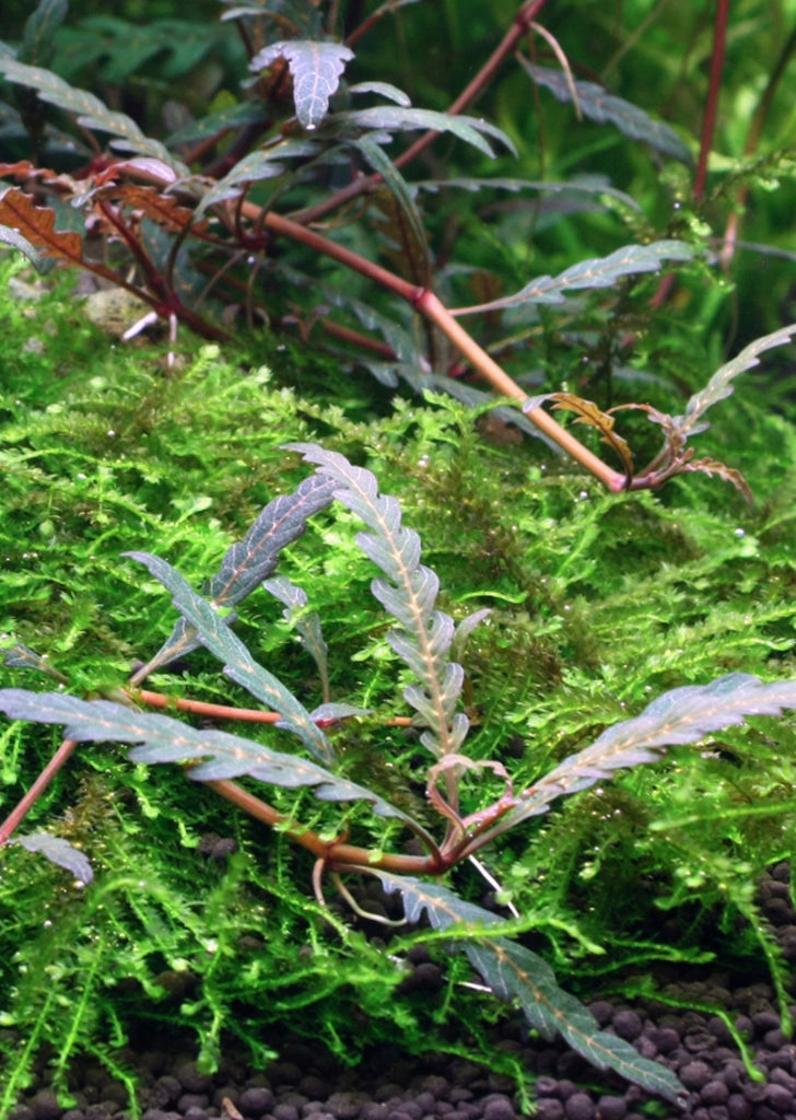 Hygrophila pinnatifida and moss