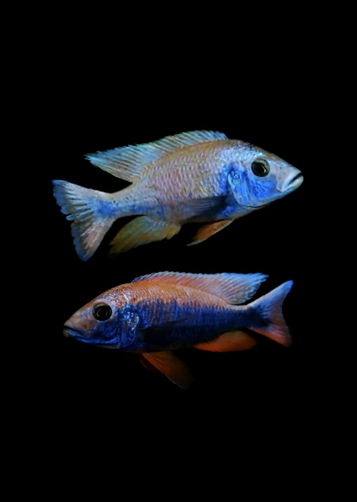 Iceberg Multicolor Cichlid