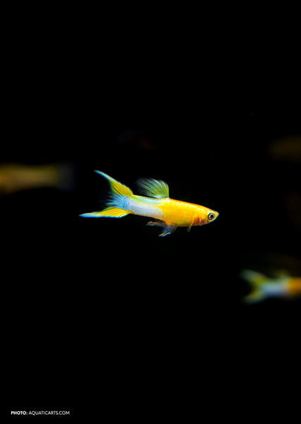 thumbnail image 2 of Live Trio: Gold Lace Double Sword Guppies – Stunning Aquarium Fish (1 Male, 2 Females) 2 of 5