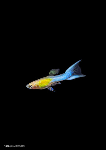 Japan Blue Gold Double Sword Guppy