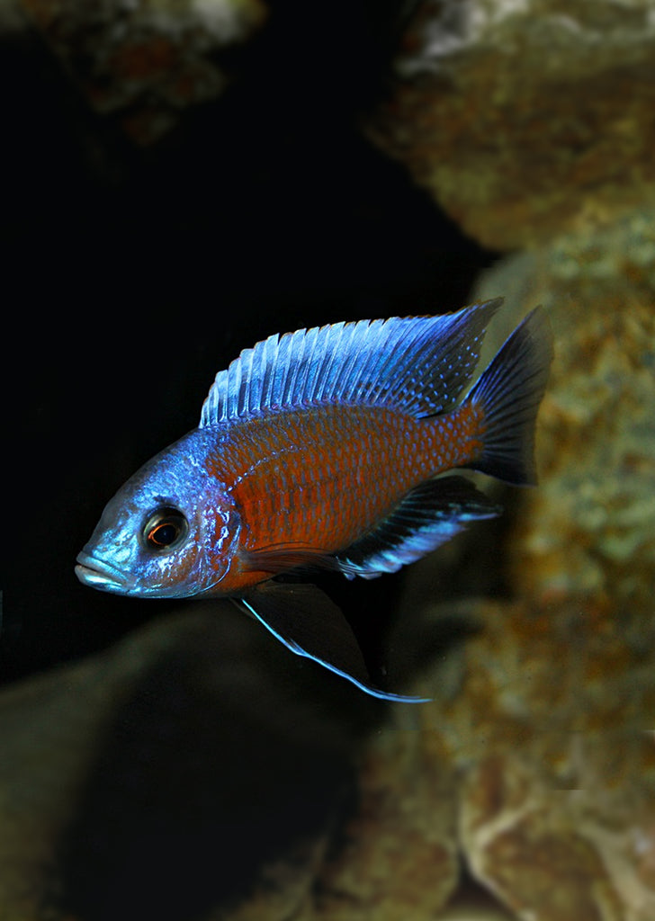 Kadango Cichlid