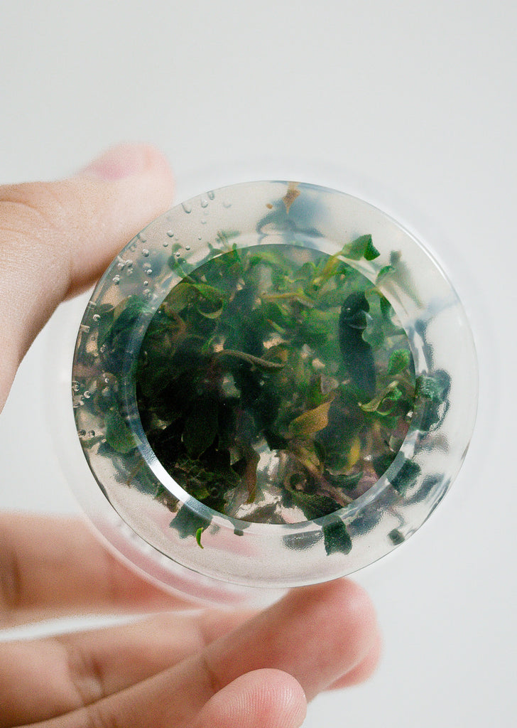 Limited Edition - 1-2-Grow! Bucephalandra 'Kedagang' plant from Tropica products online in Dubai and Abu Dhabi UAE