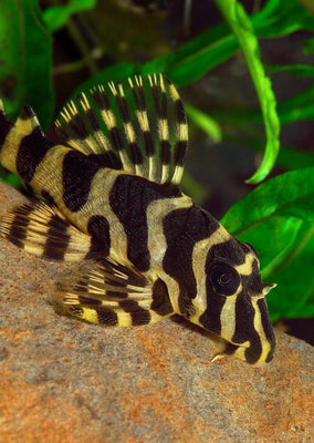 L134 Leopard Frog Pleco