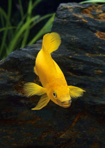 Lemon Cichlid