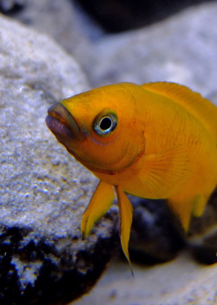 Lemon Cichlid