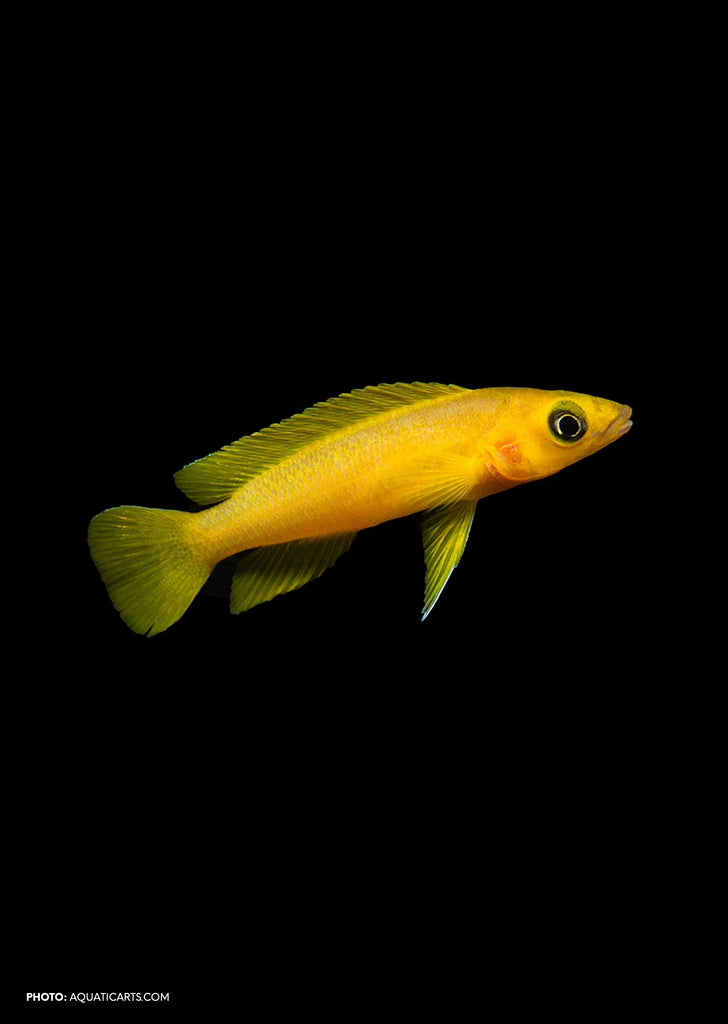 Lemon Cichlid