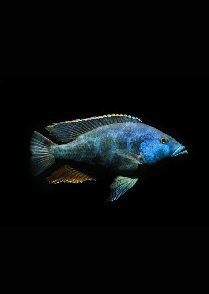 Livingstoni Cichlid