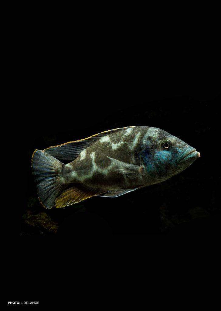 Livingstoni Cichlid