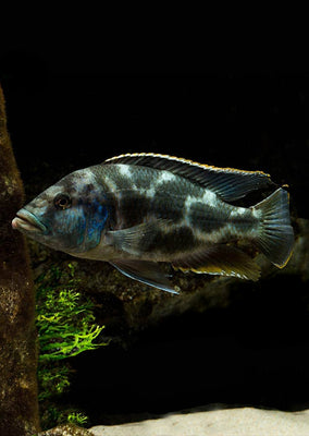 Livingstoni Cichlid