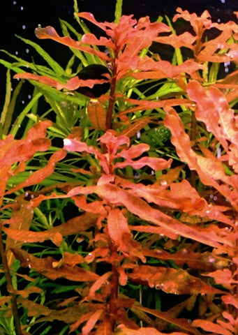 Ludwigia inclinata red