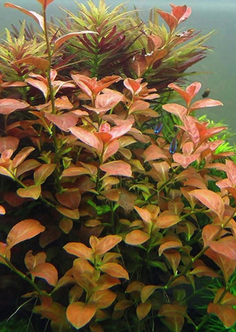 Ludwigia ovalis