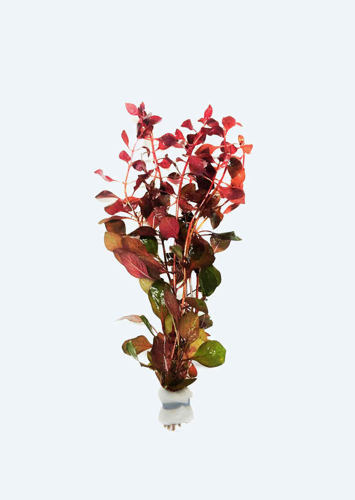 Ludwigia sp. ‘Super Red’