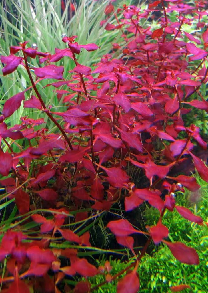 Ludwigia sp. ‘Super Red’