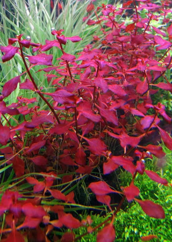 Ludwigia sp. ‘Super Red’