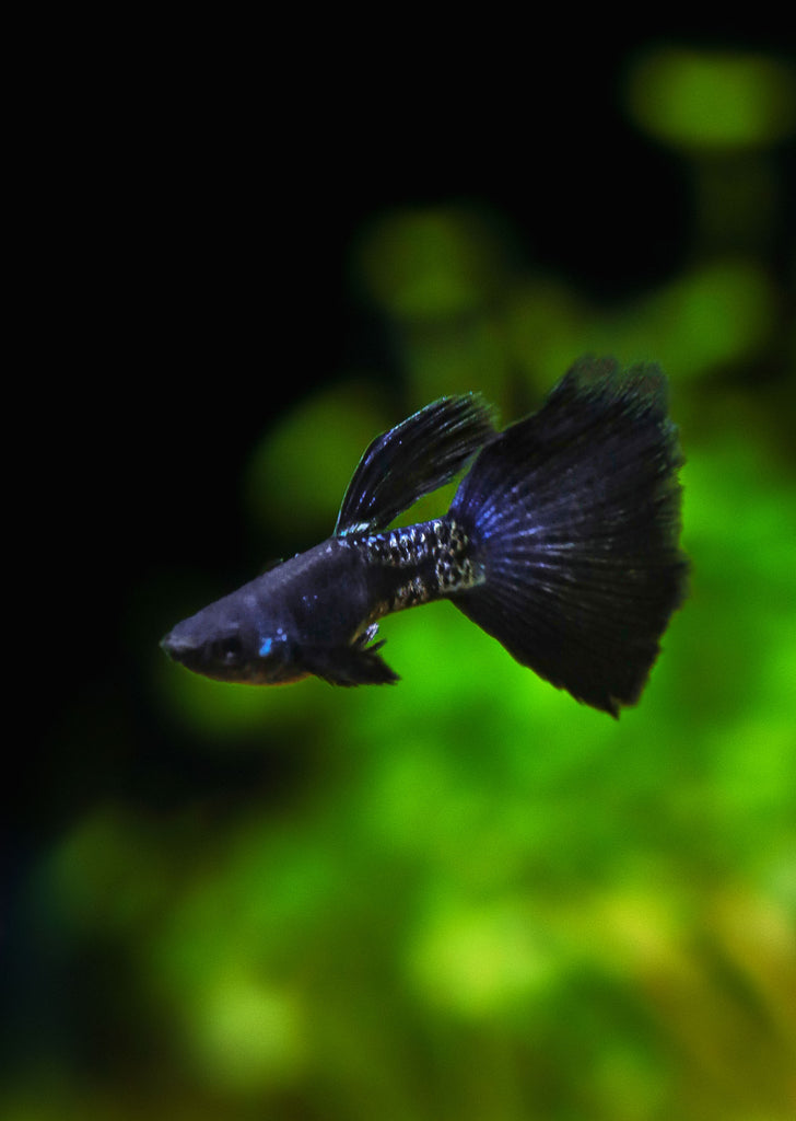 Metal Snakeskin Blacktail Guppy