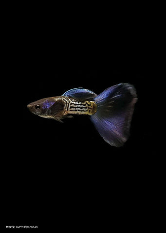 Metal Snakeskin Bluetail Guppy