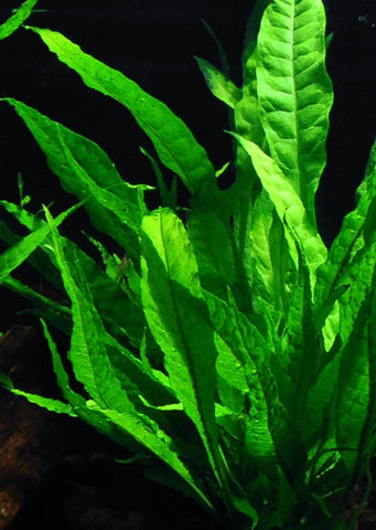 Microsorum Pteropus