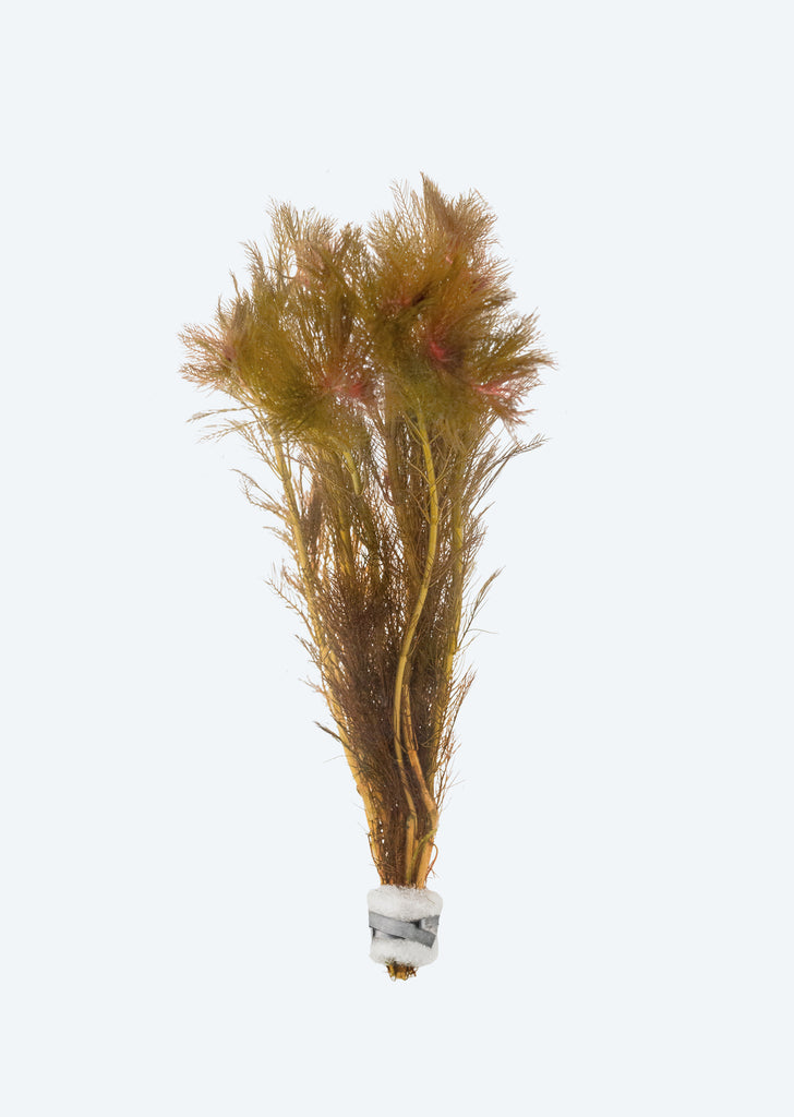 Myriophyllum tuberculatum