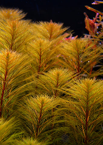 Myriophyllum tuberculatum