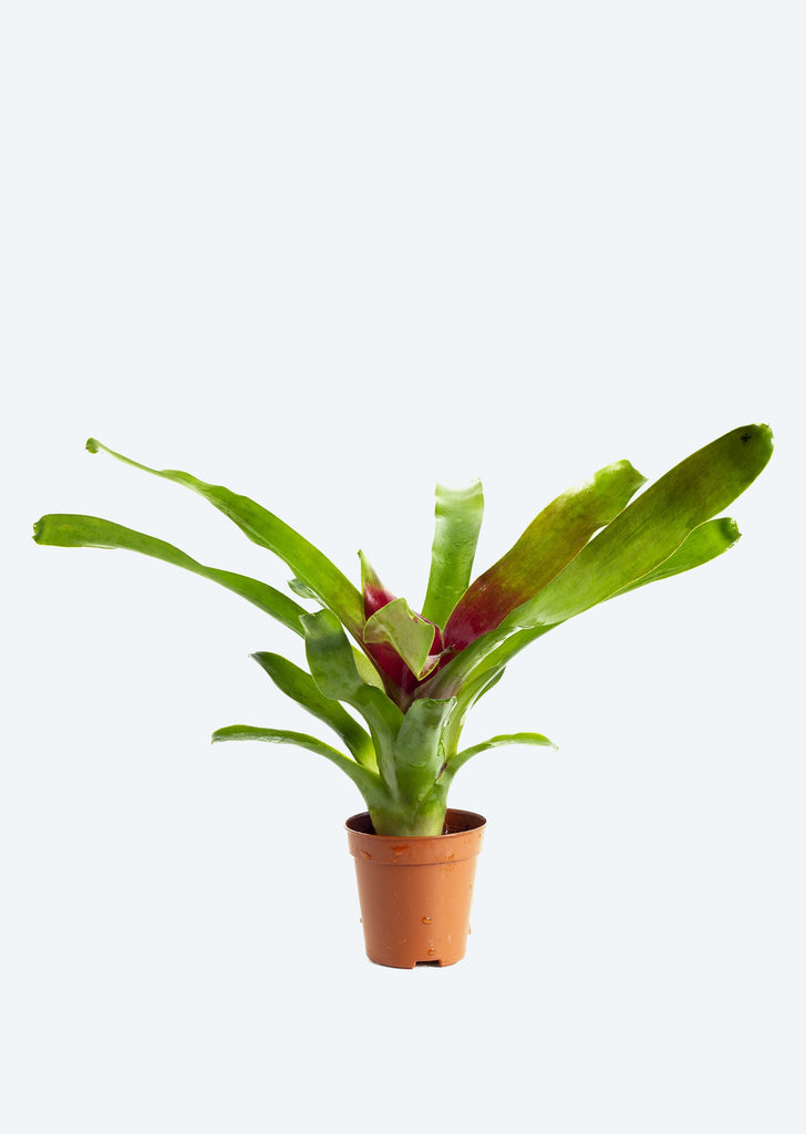 Neoregelia ‘Fireball’