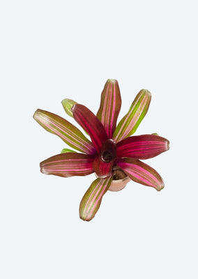 Neoregelia ‘Fireball’