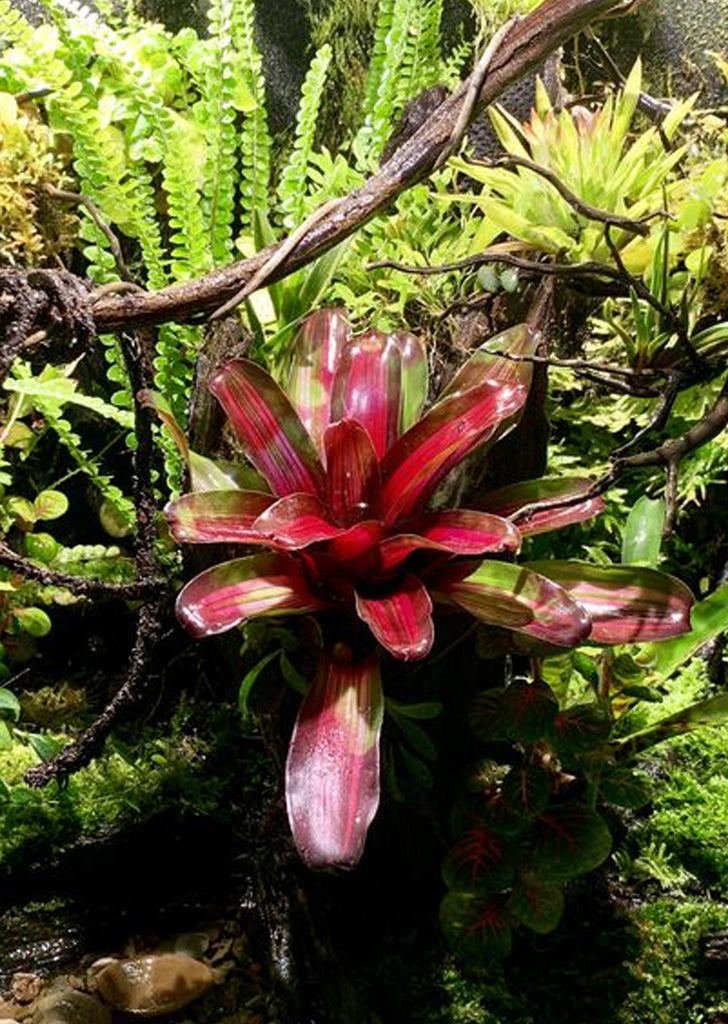 Neoregelia ‘Fireball’