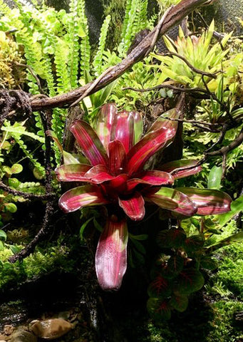 Neoregelia ‘Fireball’