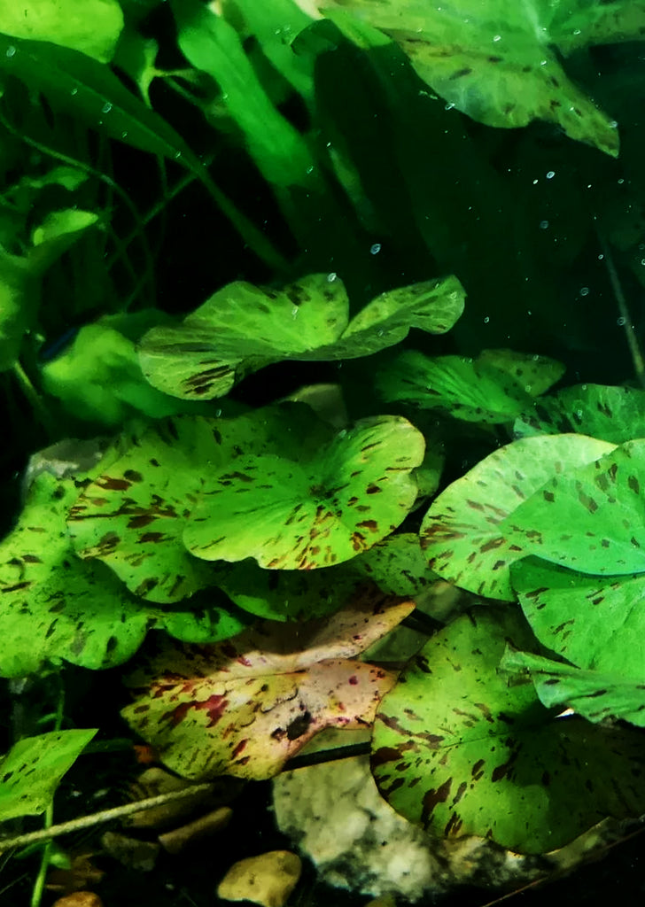 Nymphaea Lotus 'Tiger' Green