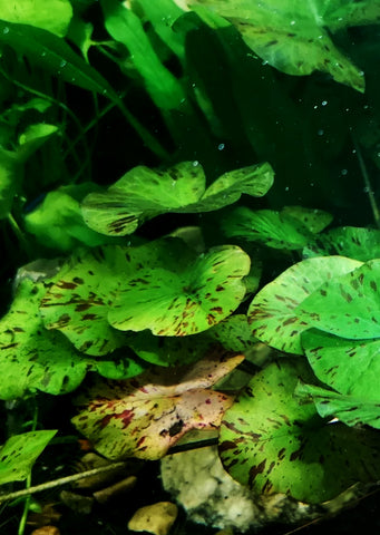 Nymphaea Lotus 'Tiger' Green