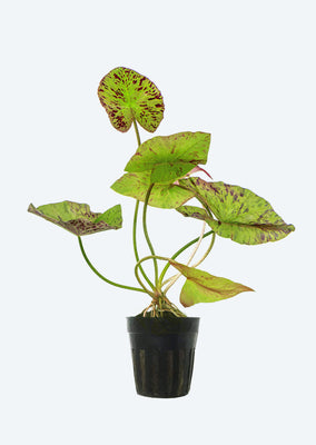 Nymphaea Lotus 'Tiger' Green