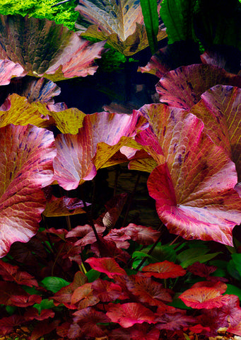 Nymphaea Lotus 'Tiger' Red